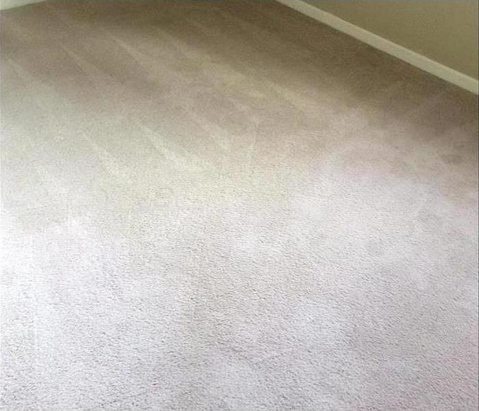 carpet that has been recently cleaned and stain free
